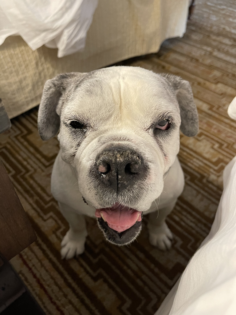 DogStar 