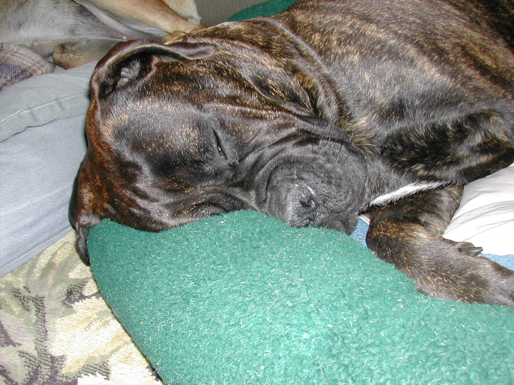 DogStar 